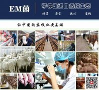 使用水產em菌養殖對蝦有什么作用